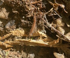 Polydesmus complanatus