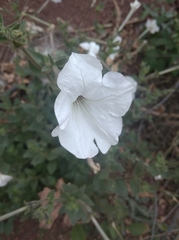 Petunia axillaris