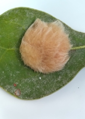 Neuroterus laurifoliae