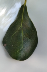 Neuroterus laurifoliae