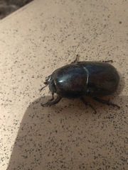 Scarabaeidae