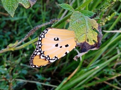 Danaus chrysippus