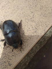 Scarabaeidae
