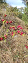 Cotoneaster tauricus