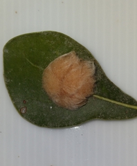 Neuroterus laurifoliae