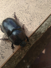 Scarabaeidae