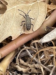 Hypselonotini