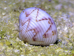 Lioconcha philippinarum