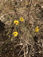 Coreopsis tinctoria