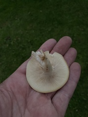 Clitocybe rivulosa
