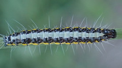 Uresiphita gilvata
