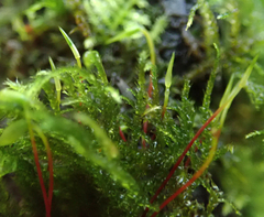 Amblystegium serpens