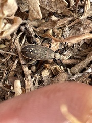 Hypselonotini