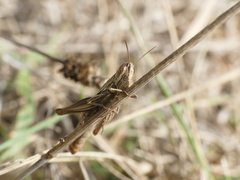 Euchorthippus elegantulus