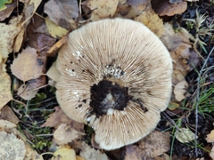 Lactarius turpis