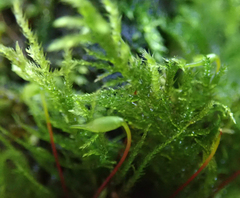 Amblystegium serpens