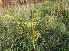 Peucedanum