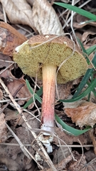 Xerocomellus chrysenteron