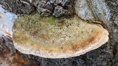 Trametes trogii