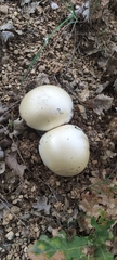 Agaricus arvensis