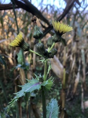 Sonchus asper