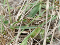 Euchorthippus elegantulus