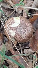 Xerocomellus chrysenteron