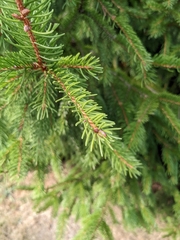 Picea