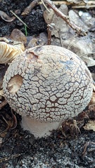 Amanita excelsa