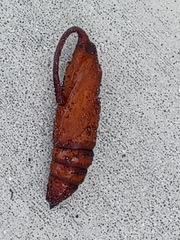 Sphingidae