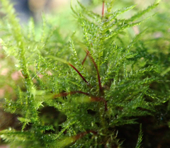 Amblystegium serpens