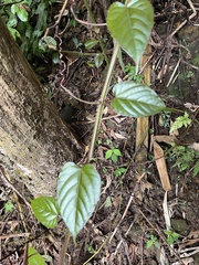 Cissus pteroclada
