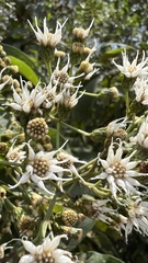 Vernonanthura phosphorica