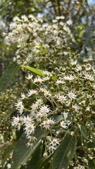 Vernonanthura phosphorica