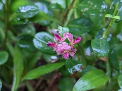 Alysicarpus vaginalis