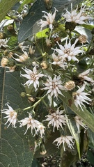 Vernonanthura phosphorica