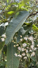 Vernonanthura phosphorica