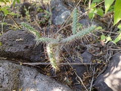 Opuntia pubescens