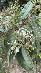 Vernonanthura phosphorica