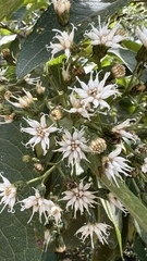 Vernonanthura phosphorica