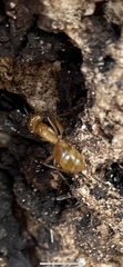Camponotus festinatus