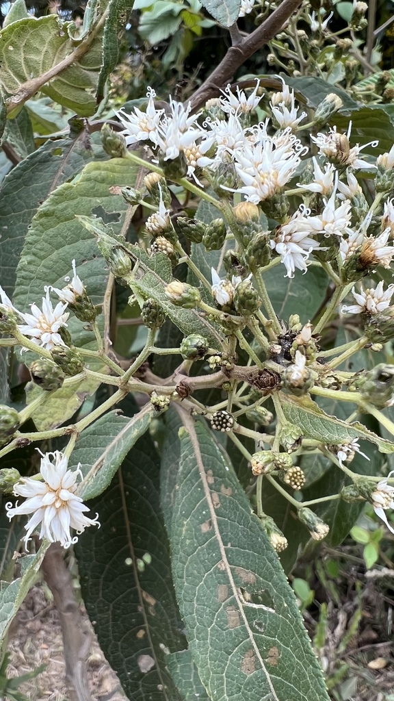 Vernonanthura phosphorica