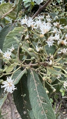 Vernonanthura phosphorica