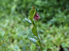 Alysicarpus vaginalis