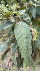 Vernonanthura phosphorica