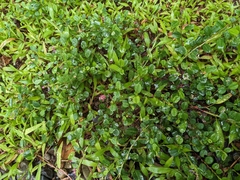 Alysicarpus vaginalis