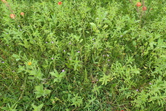 Triodanis perfoliata