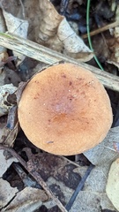 Lactarius tabidus