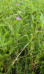 Triodanis perfoliata