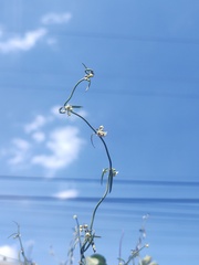 Orthosia angustifolia